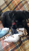 Minnie