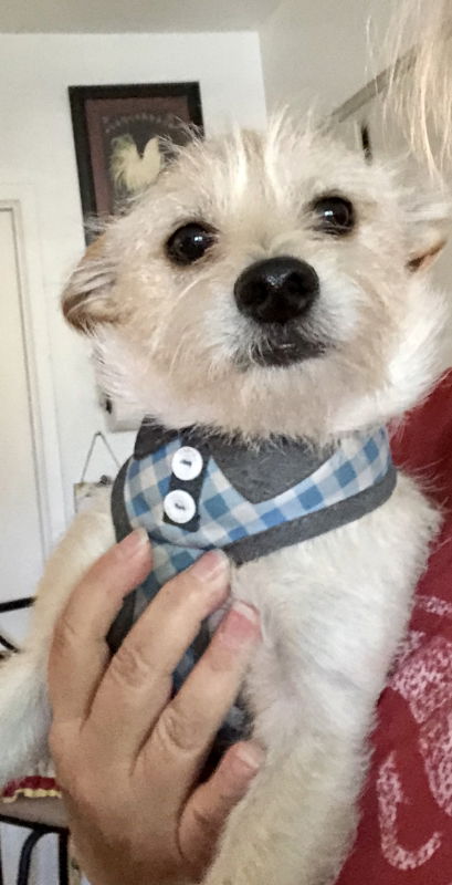 Skipper
