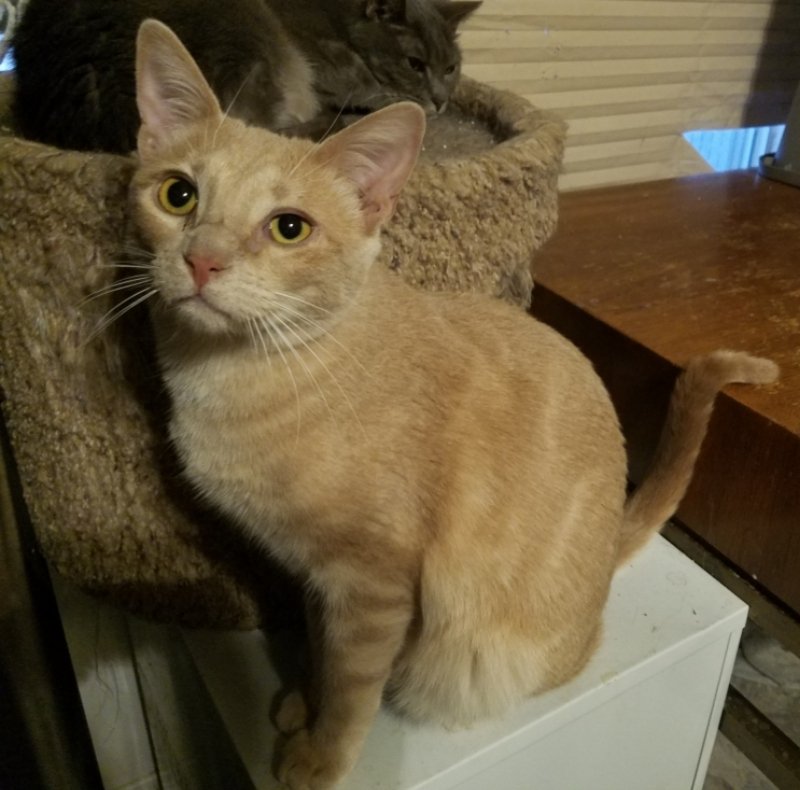adoptable Cat in Mesa, AZ named Tanner