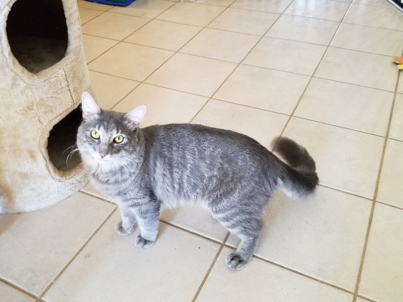 adoptable Cat in Mesa, AZ named Trouble