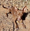 Coco (Dobby)