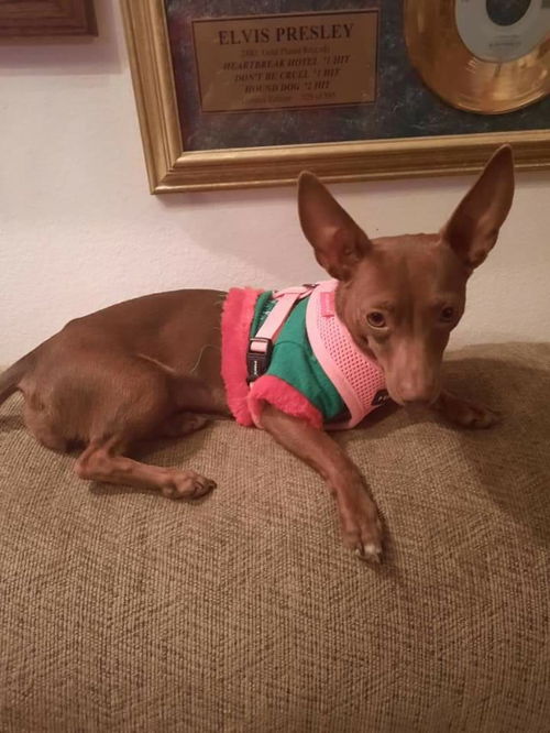 Coco (Dobby)