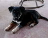 Cooper