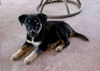 Cooper