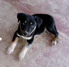 Cooper