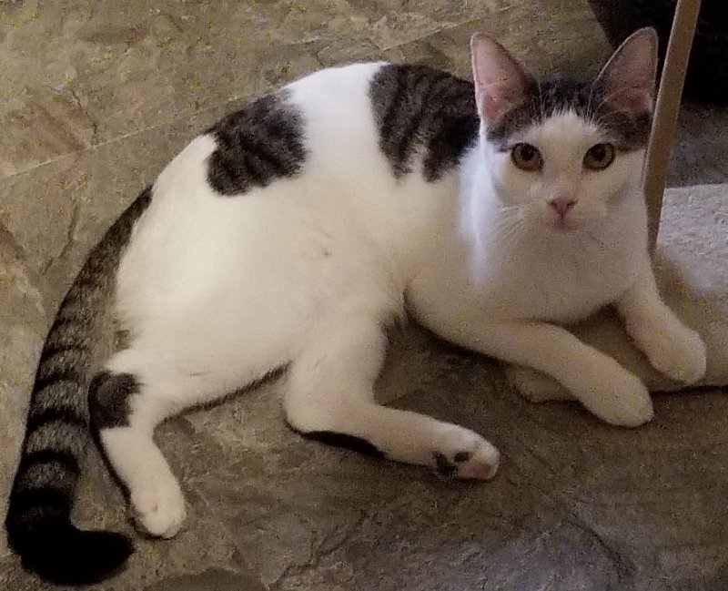adoptable Cat in Mesa, AZ named Chancey