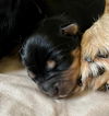 Sweetie/Remington