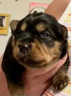 Sweetie/Remington