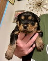Sweetie/Remington