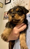 Sweetie/Remington