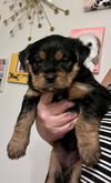 Sweetie/Remington