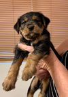 Sweetie/Remington