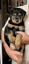 Sweetie/Remington