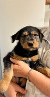 Sweetie/Remington