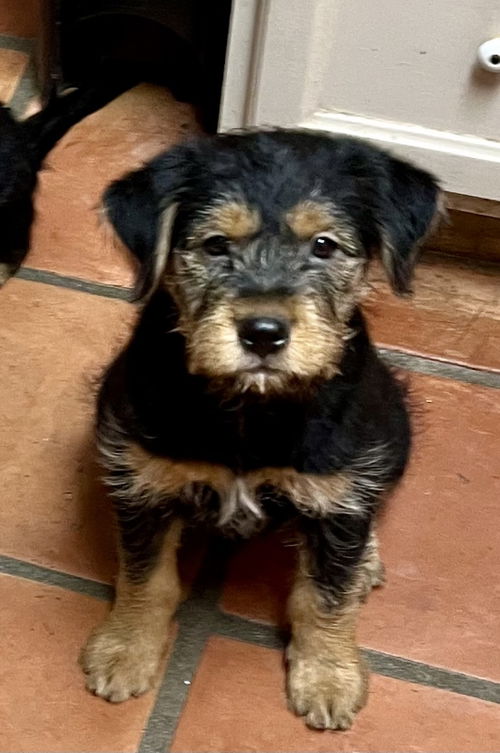 Sweetie/Remington