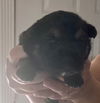Chunky (Remy)
