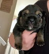 Chunky (Remy)
