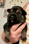 Chunky (Remy)