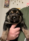 Chunky (Remy)
