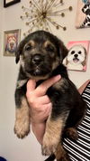 Chunky (Remy)