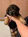 Chunky (Remy)
