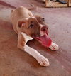 Athena