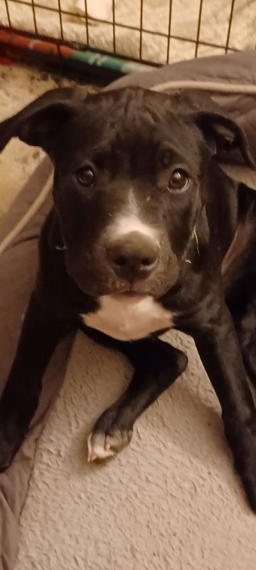 Gracie