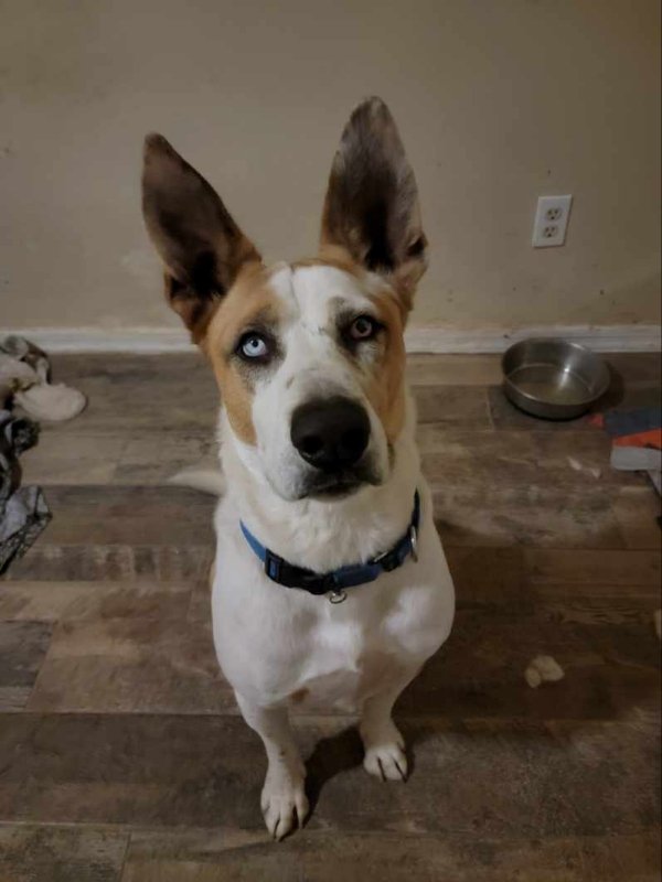adoptable Dog in Mesa, AZ named Trotter