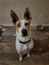 adoptable Dog in mes, AZ named Trotter