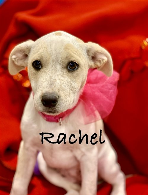 Rachel
