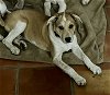 adoptable Dog in , AZ named Holly