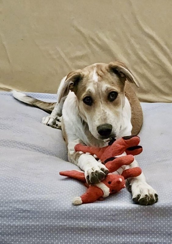 adoptable Dog in Phoenix, AZ named Holly
