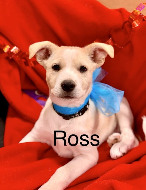 Ross