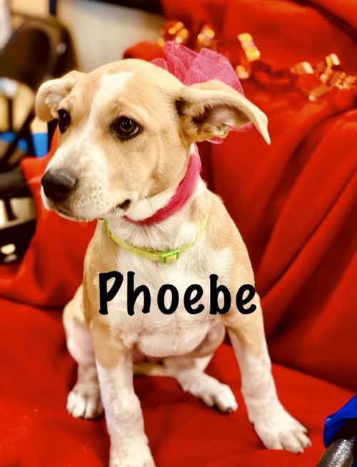 Phoebe