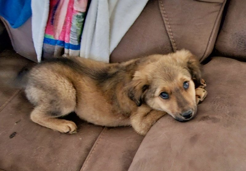 adoptable Dog in Phoenix, AZ named Honey
