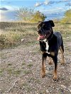 adoptable Dog in mes, AZ named Shelby