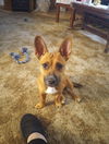 adoptable Dog in Phoenix, AZ named Zora