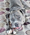 Jaxx - Photo 1