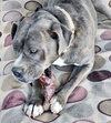 Jaxx - Photo 2