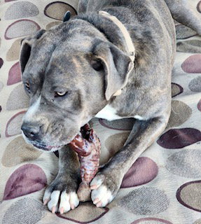 JAXX - American Staffordshire Terrier / American Pit Bull Terrier available for adoption