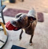 Jaxx - Photo 12