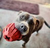 Jaxx - Photo 14