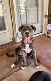 adoptable Dog in , AZ named Jaxx