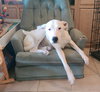Goose - Photo 1