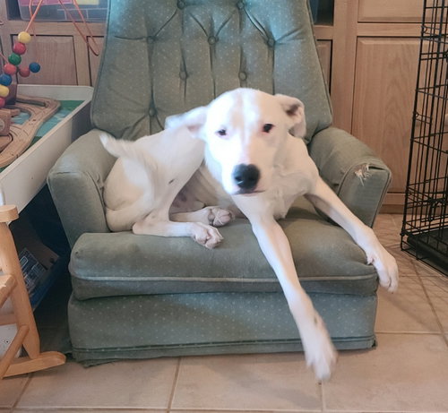 GOOSE - Border Collie / Pit Bull Terrier available for adoption