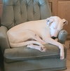 Goose - Photo 4