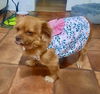 Chiki