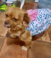 Chiki