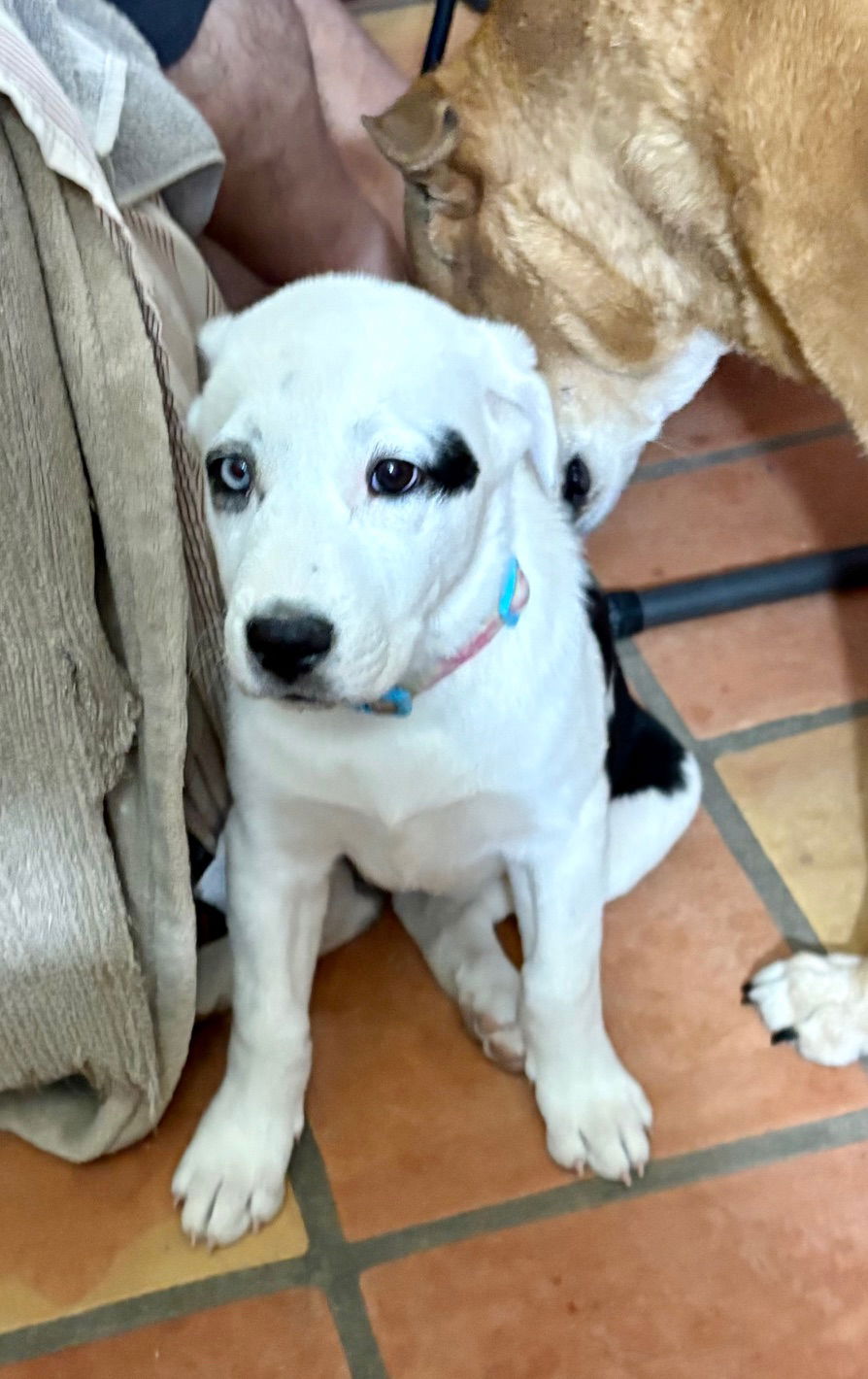 adoptable Dog in Phoenix, AZ named Sky