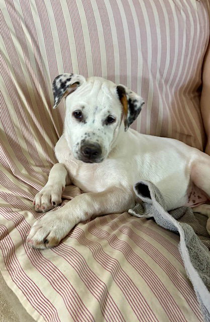 adoptable Dog in Phoenix, AZ named Hoya